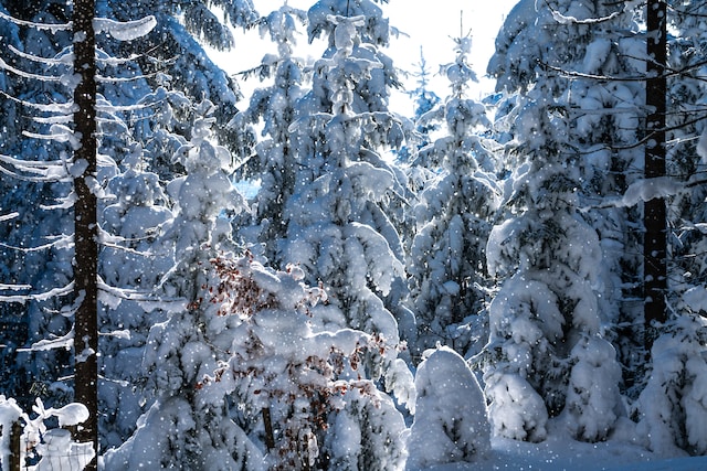 Krkonoše Reuzengebergte Tsjechië