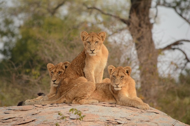 Tijgers Kruger National Park